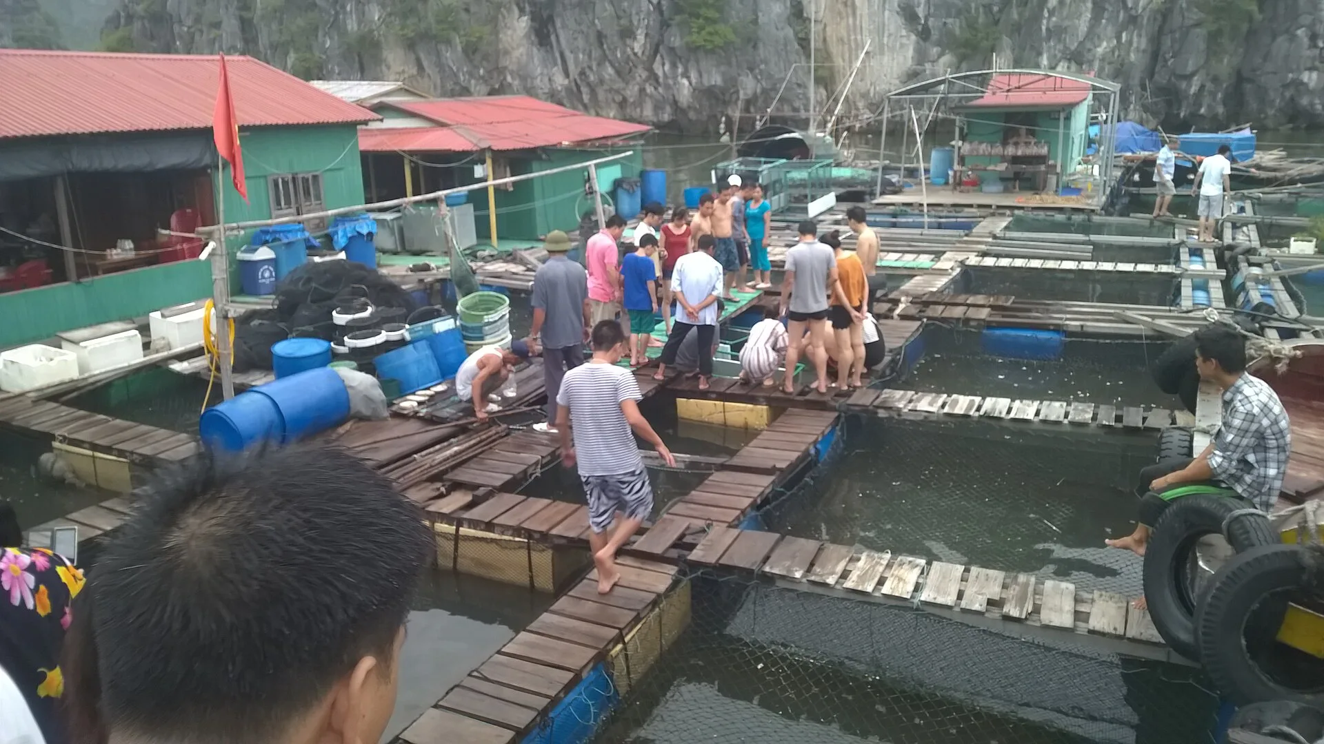 Đặc sản Cát Bà mua làm quà: mật ong rừng, mực khô và cách chọn hàng ngon