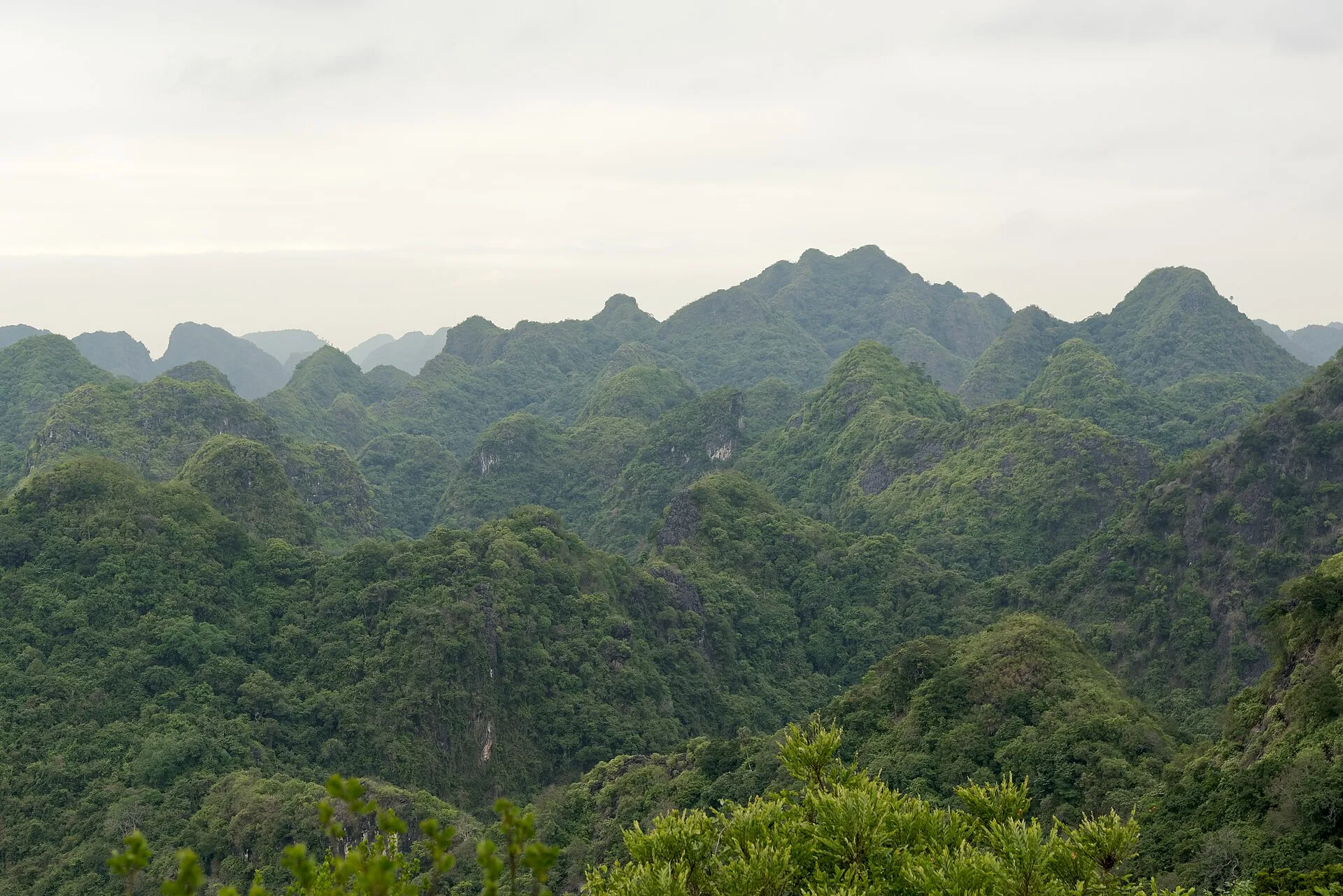 Vườn quốc gia Cát Bà: cẩm nang trekking và khám phá rừng xanh